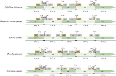 Corrigendum: Comparative Analysis of Complete Chloroplast Genomes of 13 Species in Epilobium, Circaea, and Chamaenerion and Insights into Phylogenetic Relationships of Onagraceae